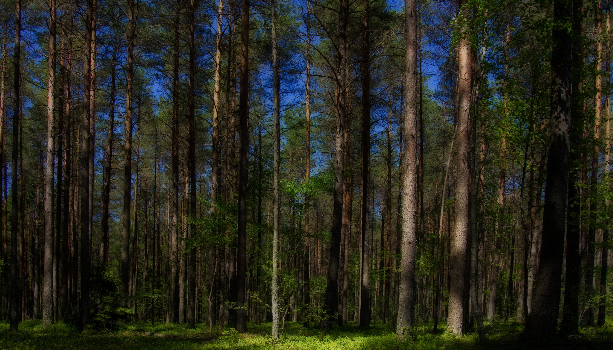 Ausale ja parimale tulemusele orienteeritud metsamajanduse ettevõte